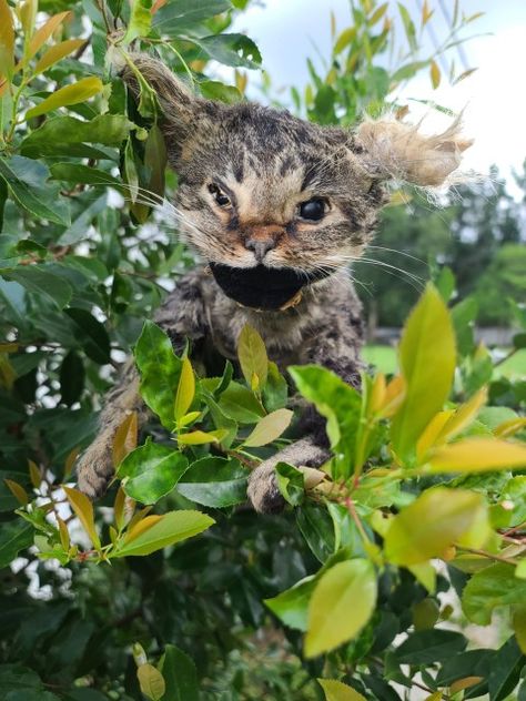 Art teacher accidentally creates 'Frankenstein's cat' while trying taxidermy | Metro News Funny Taxidermy Fails, Funny Taxidermy, Classroom Mascot, Rogue Taxidermy, Bad Taxidermy Cat, Bad Taxidermy, Messed Up Taxidermy, Monster Taxidermy, Taxidermy Cat Fail