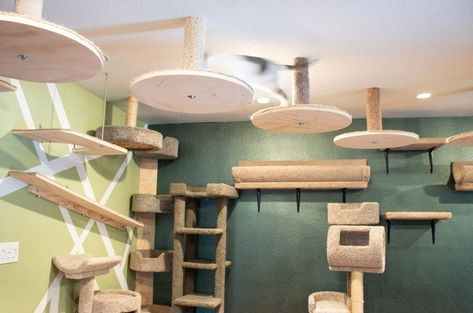 Catification Ideas Diy, Catification Ideas, Cat Walkway, Katt Grejer, Cat Wall Shelves, Diy Cat Tree, Cat Wall Furniture, Cat House Diy, Cats Diy Projects