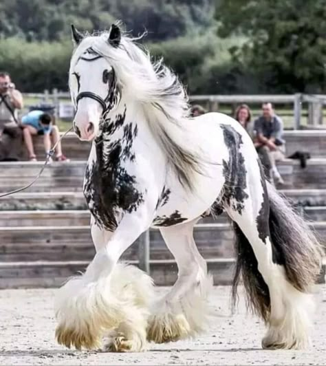 Horse Riding Quotes, Beautiful Horses Photography, Cute Horse Pictures, Beautiful Horse Pictures, Clydesdale Horses, Horse Inspiration, Big Horses, Cute Animals Puppies, Most Beautiful Horses