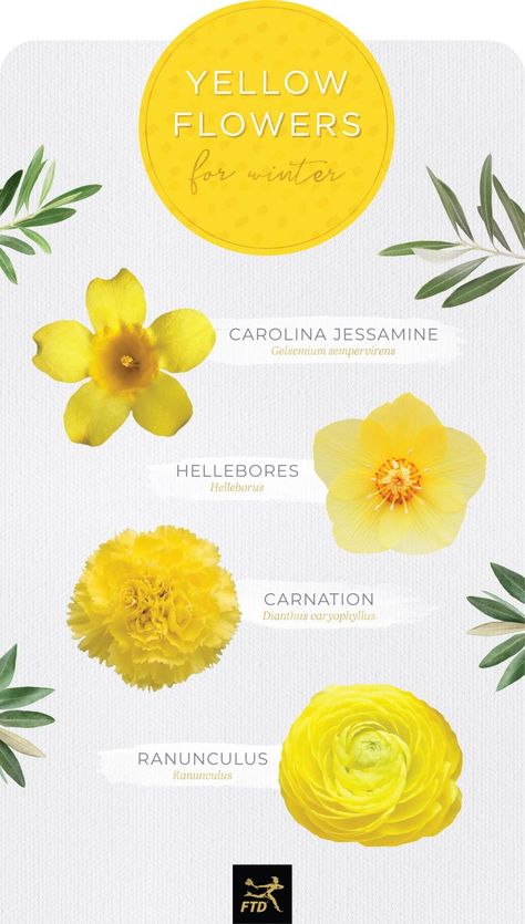 30 Types of Yellow Flowers - FTD.com Yellow Flowers Names, Pretty Flower Names, Types Of Yellow, Yellow Name, Yellow Green Flowers, Small Yellow Flowers, Tanaman Indoor, Flower Guide, Flower Meanings