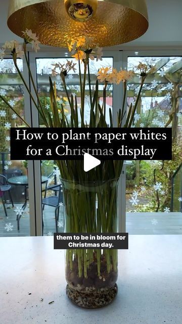 Paper Whites, Christmas Paper Whites Bulbs, Christmas Paperwhites, Paper White Bulbs, Paperwhites Containers, How To Force Paperwhites Indoors, Paperwhites Christmas, Paper Whites Bulbs, How To Plant Paperwhites Indoors