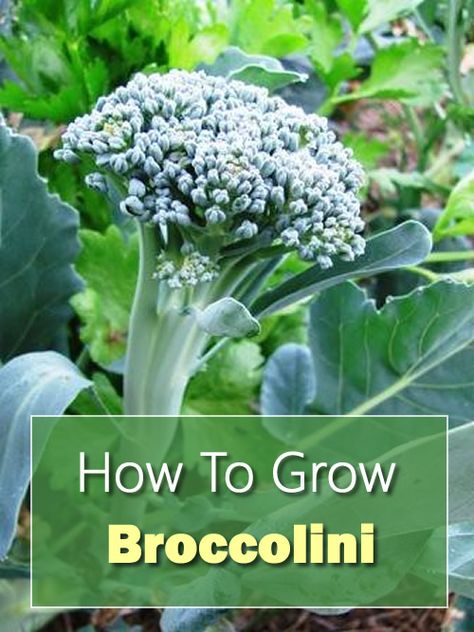 How To Grow Broccolini, Salmon Seasoning Recipe, Firecracker Salmon Recipes, Honey Mustard Salmon Recipes, Firecracker Salmon, Homestead Lifestyle, Honey Mustard Salmon, Fish Salmon, Salmon Spices