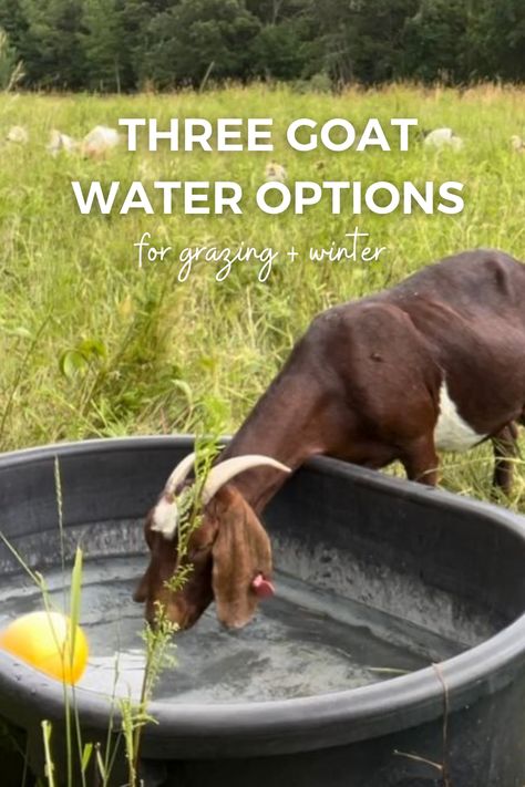 Access to water is critical for your goats, but it can be also time consuming to fill waters on a regular basis. Here are three options to make it easier during grazing season and the winter. Water Trough For Goats, Rotational Grazing Goats, Goat Mineral Feeder Diy, Mineral Buffet For Goats, Goat Water Trough, Goat Waterer Ideas, Cow Trough, Goat Water, Livestock Water Trough