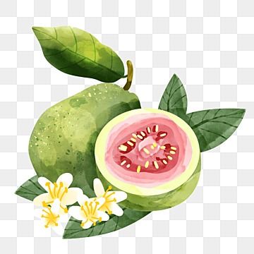 Guava Aesthetic, Guava Illustration, Guava Drawing, Guava Water, 3d Packaging, Fruit Png, Guava Tree, Guava Fruit, Fruits Photos