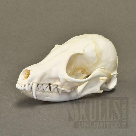 Animal Skull Drawing Reference, Fox Skeleton, Canine Skull Reference, Fox Skull Reference, Coyote Skull Reference, Fox Skull, Crystal Animal Skull, Dog Skull, Fox Character