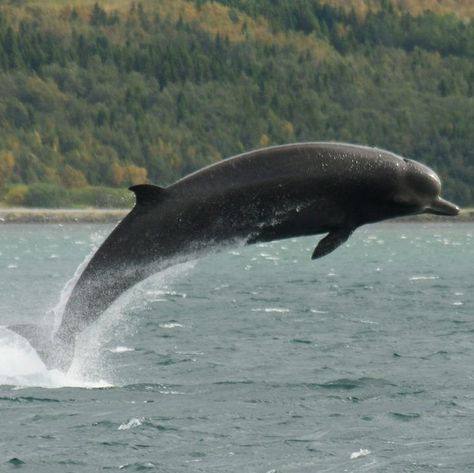 Marine Archaeology, Beaked Whale, North Atlantic Ocean, Sea Mammal, Undersea World, Marine Mammals, Marine Animals, Ocean Animals, Atlantic Ocean