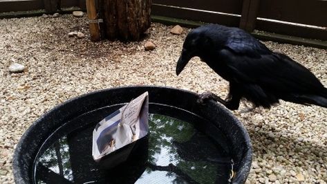 As a fun summer theme, we decided to create... - Enrichment and Training at Carolina Raptor Center Crow Enrichment, Raptor Enrichment, Bird Enrichment, Biome Project, Zoo Enrichment, Biomes Project, Enrichment Projects, Animal Enrichment, Zoo Project