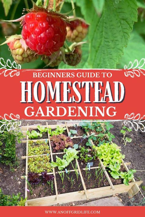 Homestead Gardening - An Off Grid Life Apartment Homesteading For Beginners, Homesteading For Beginners Small Spaces, Perma Garden, Apartment Homesteading, Professor Sprout, Garden Planing, Homesteading For Beginners, Garden Setup, Homestead Gardening