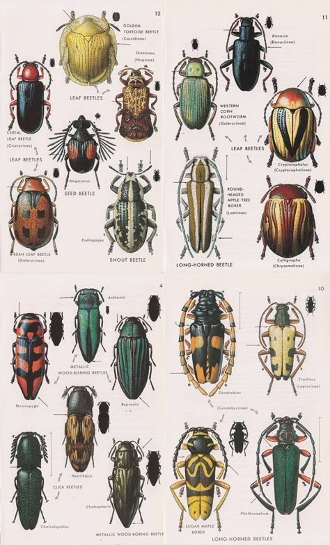 Vintage Entomology, Beautiful Beetles, Plate Illustration, Vintage Beetle, Beetle Illustration, Beetle Insect, Insect Print, Insect Collection, Bug Art