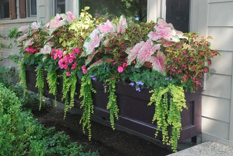 shade tolerant annuals | Dirt Simple-----beautiful arrangement.....wonder what all it is?? Must find out... Shade Annuals, Window Box Plants, Window Box Garden, Summer Planter, Window Box Flowers, Creeping Jenny, Flower Window, Window Planter Boxes, Shade Flowers