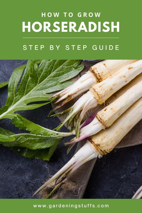 Horseradish Companion Planting, Growing Horseradish Plants, How To Plant Horseradish Root, Planting Horseradish Root, Horse Radish Plant, How To Grow Horseradish Root, How To Grow Horseradish, Grow Horseradish, Perennial Veggies