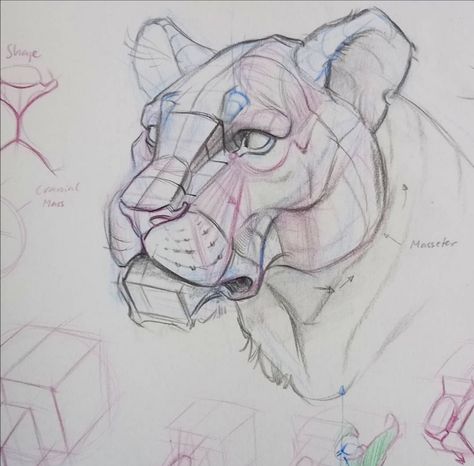 Tiger Head Drawing, Draw Tiger, Drawing Construction, Head Anatomy, Dear Students, Head Drawing, Drawing Process, Tiger Head, Anatomy Drawing