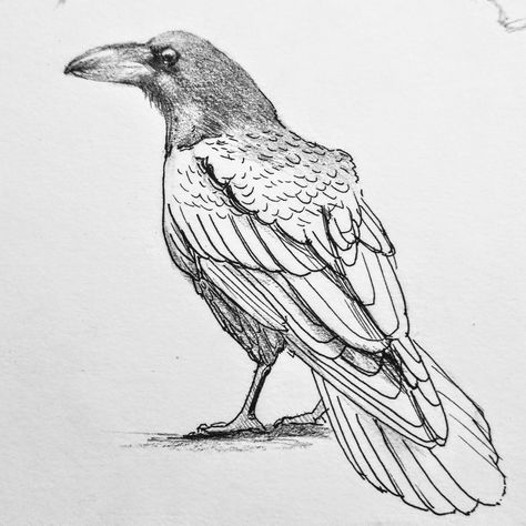 Sketch of a crow half pencil half ink pen Crow Drawings, Crow Drawing, Bird Carving Patterns, Rabe Tattoo, Crows Drawing, Crow Painting, Bird Sketch, Animal Illustration Art, Crow Art