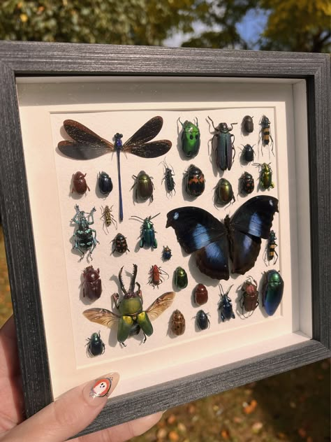 Real insect collection in a 10x10 in shadows box. Preserved Insect Art, Insect Collection Display, Framed Insects Display, Pinned Insects Display, Bug Preservation, Dry Terrarium, Insect Frame, Preserved Insects, Bug Pinning