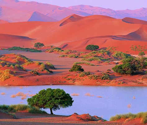 Namibia Desert, Nile River Cruise, Travel Noire, Namib Desert, Desert Environment, Wild Country, Desert Oasis, Southern Africa, Desert Landscaping