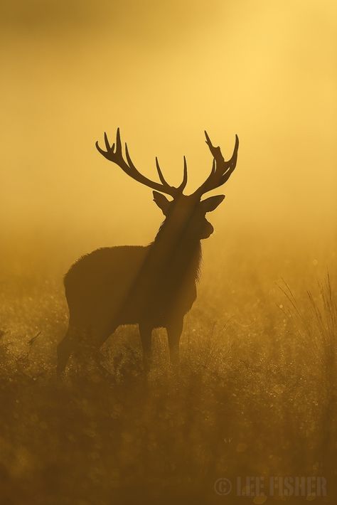 "Golden Stag." (Photo By: Lee Fisher, England. on 500px.) ☀ Animals Silhouette, Regnul Animal, Sepia Photography, Charcoal Drawings, Image Nature, Mule Deer, Manx, A Deer, The Fog