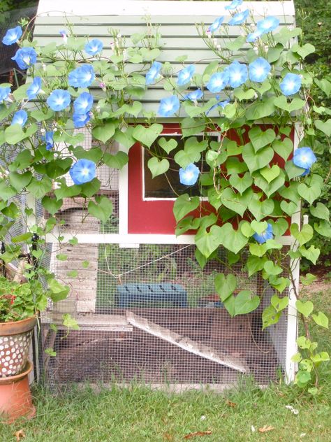 Morning glories on my old coop. The girls loved that little coop...glad they weren't inside when the tree smashed it... scratchandpeck.blogspot.com Plants For Chickens, Wicked Chicken, Fancy Farm, Blue Morning Glory, Chicken Tractors, Blue Morning, Urban Chickens, Chicken Coop Run, Chicken Farming