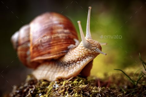 Roman Snail, Background Brown, Flip Image, Farm Food, Small Art Prints, Snail Shell, Food Forest, Forest Garden, Free Art Prints