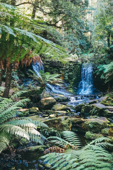 Green moss on rocks in river photo – Free Australia Image on Unsplash Green Landscape Aesthetic, Amazon Rainforest Aesthetic, Amazon Rainforest Plants, Fire Avatar, Rainforest Aesthetic, Rainforest Pictures, Green Kingdom, Therian Wallpaper, Jungle Aesthetic