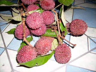 Buah Maritam, buah jenis rambutan tapi tidak berbulu, Rasa manis dan daginya sama seperti rambutan Nuts, Loom, Indonesia, Fruit