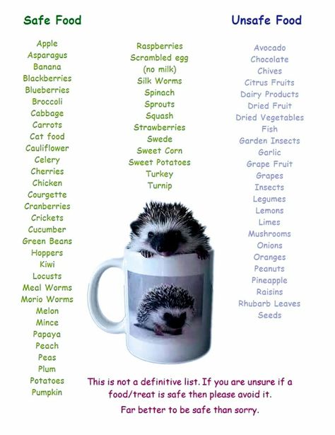 "Hedgehog Safe and Unsafe Food List!" Hedgehog Food List, Hedgehog Toys Ideas Diy, Hedgehog Information, What Can Hedgehogs Eat, What Do Hedgehogs Eat, How To Take Care Of A Hedgehog, Natural Hedgehog Habitat, Heghogs Cage, Aesthetic Hedgehog Cage