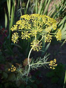 Dill Fresh And Dried Anethum Graveolens, Wild Crafting, Outdoor Herb Garden, Good Sources Of Calcium, Cooking Fish, Diy Herb Garden, Homemade Tea, Tea Garden, Growing Seeds