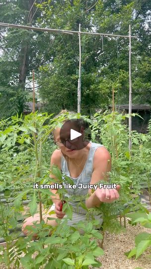 364K views · 33K reactions | Harvesting Herbs | 🌿Will you be growing any medicinal herbs this year?

🌿Last year was the first year that I really got into growing more specialty herbs.

🌿 Every time I... | By PerkyplantparentFacebook Health Herbs, Medicine Herbs, Medicinal Herbs Garden, Herbs Garden, Harvesting Herbs, Survival Skills Life Hacks, Cloud Bread, Herb Recipes, Living Off The Land