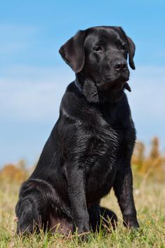 Labrador Retriever Art, Labrador Noir, Black Labrador Dog, Black Labrador Retriever, Black Lab Puppies, Lab Dogs, Labrador Retriever Puppies, Black Labs, Rottweiler Puppies