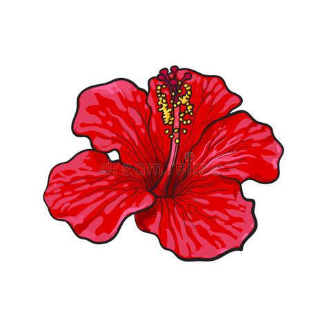 Hibiscus Flower Background, Jamaica Flower, Hibiscus Drawing, Hibiscus Flower Drawing, Flower Sketch, Red Hibiscus, Flower Sketches, Flower Background, Tropical Flower