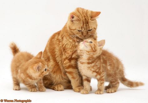 cats and kittens | Red tabby British Shorthair mother cat and kittens photo - WP11779 Cat Mother And Kitten, Cat With Kittens Mother, Orange Tabby Cats Aesthetic, American Shorthair Cat, Orange And White Tabby Kitten, Long Hair Orange Tabby Cat, Mother Cat, Kitten Photos, Tabby Kitten