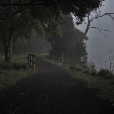 Trees, Forest, Road, Water