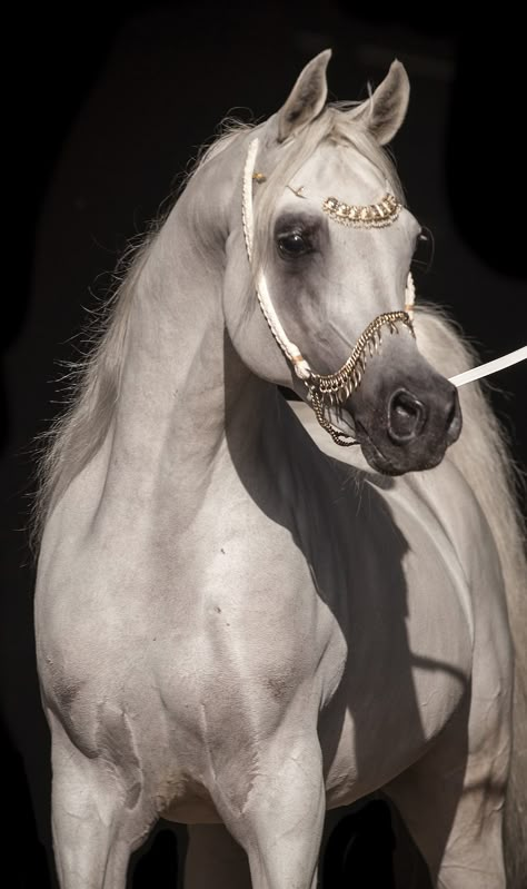 Arabic Horse, Summer Coat, Arabian Stallions, Beautiful Arabian Horses, Most Beautiful Horses, Most Beautiful Animals, Majestic Horse, Horse Equestrian, White Horses