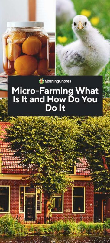 Micro-Farming: What Is It and How Do You Do It Micro Farming, Starting A Farm, Micro Farm, Front Flower Beds, Plot Of Land, Farm Plans, Plant Zones, Vertical Farming, Future Farms