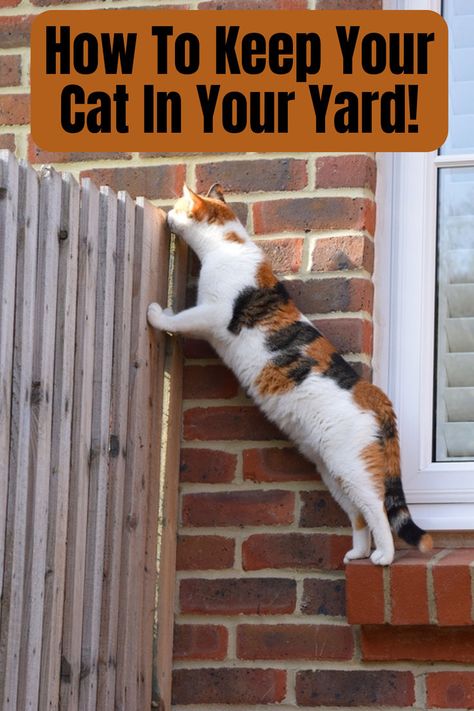 how to keep my cats in my yard Window Well Cat Enclosure, Cat Garden Outdoor, Cat Enrichment Diy, Cat Tunnel Diy, Cat Tunnel Outdoor, Outdoor Cat Run, Cat Walkway, Cat Fence, Cat Patio