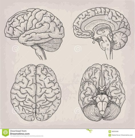 Brain Anatomical Drawing, Brain Anatomy Tattoo, Brain And Butterfly Tattoo, Human Brain Tattoo, Abstract Brain Tattoo, Brain Sketch Simple, Anatomical Heart And Brain Tattoo, Old Anatomy Illustration, Medicine Art Anatomy