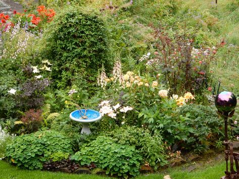 Alaska Gardening, Minnesota Gardening, Alaska Garden, Minnesota Garden, Martagon Lily, Dreamy Gardens, Hydrangea Petiolaris, Japanese Painted Fern, Leaves Changing Color