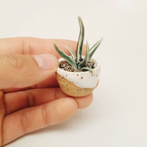 Air Dry Clay Pots, Handmade Clay Pots, Technology Website, Miniature Pottery, Aloe Plant, Natural Heritage, Amazing Decor, Wild Plants, Clay Art Projects