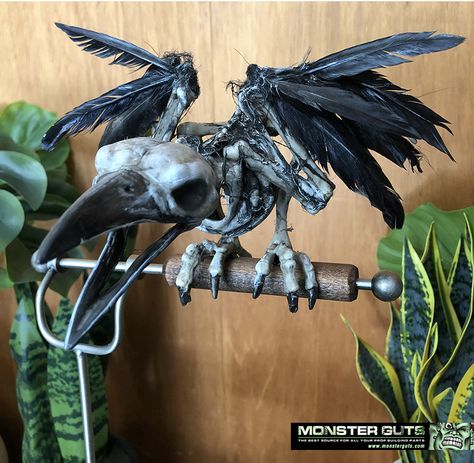 Corpsing of a skeleton raven. #halloween #prop #diy Halloween Animal Skeletons, Corpsing A Skeleton, Creepy Mannequin, Raven Skeleton, Crow Skeleton, Halloween Yard Props, Halloween Apothecary Jars, Pirate Halloween Party, Raven Halloween