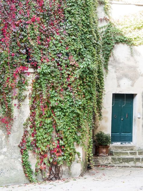 Photographic Print 'Italy, Tuscany, Monticchiello. Red Ivy Covering the Walls of Buildings' by Julie Eggers - Workspace ART Brick Wall Gardens, Boston Ivy, Italy Tuscany, Ivy Plants, Palm Desert, Wall Garden, Inner City, Red Bricks, Office Wall Art