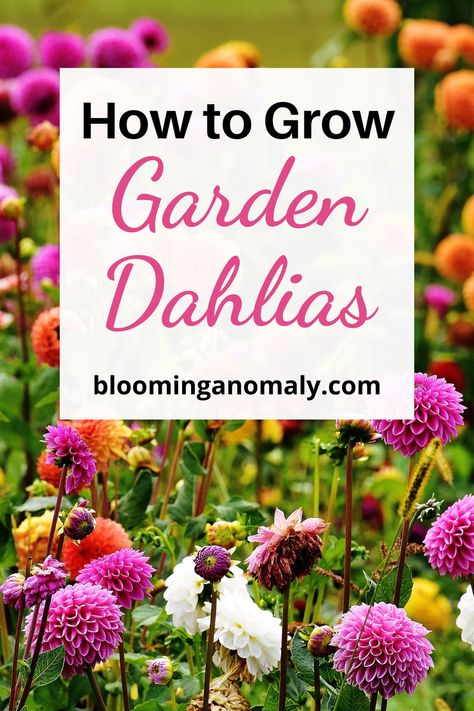 How to Grow Gorgeous Garden Dahlias - Blooming Anomaly How To Grow Dahlias, Grow Dahlias, Growing Garden, Grow Gorgeous, Dahlias Garden, Growing Dahlias, Growing Gardens, Clay Soil, Dahlia Flower