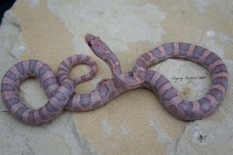 Lavender Kastanie - A Sequence…. - CornSnakes.com Forums Corn Snakes Cute, Pink Corn Snake, Pink Hognose Snake, Lavender Snake, Lavender Corn Snake, Baby Exotic Animals, Lavender Albino Ball Python, Tiny Baby Animals, Corn Snakes