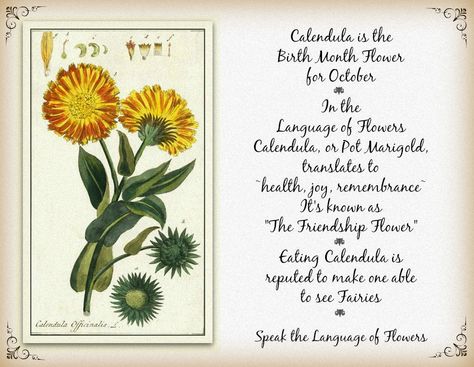 Calendula or Pot Marigold is the Birth Month Flower for October. In the Language of Flowers it translates to ~health, joy, remembrance~. Libra Flower, Pot Marigold, Friendship Flowers, October Flowers, Flower Language, Calendula Flower, Flower Meanings, Marigold Flower, Herbal Magic