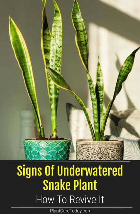 Signs Of Underwatered Snake Plant: How To Revive It Snake Plant Display, How To Split A Snake Plant, Snake Plant Yellow Leaves, How To Replant Snake Plant, Snake Plants Decor, Why Is My Snake Plant Drooping, Snake Plant Care Indoor, How To Propagate Snake Plant, Snake Plant Problems