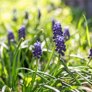 The best bulbs for scent – start planting now for a fabulously fragranced garden in 2025 Fragrance Garden, Plants For Small Gardens, Ideal Home Magazine, Evergreen Plants, Diy Renovation, Small Gardens, House And Home Magazine, Decorating Tips, Ideal Home