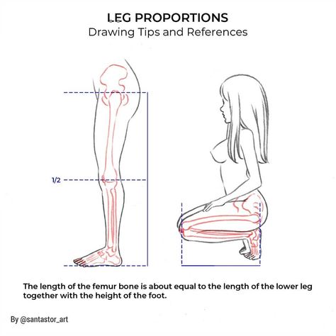 Leg Proportions, Proportions Drawing, Figure Construction, General Anatomy, Leg Reference, Drawing Bodies, Video Drawing, Disney Character Drawings, Body Type Drawing