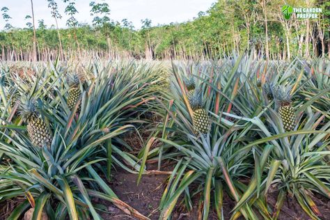 Do pineapple plants keep producing fruit? Learn all about harvesting pineapple plants and they will continuously produce fruit to enjoy! Pineapple Hairstyle Natural Hair, Chaya Plant, Grow Pineapple Plant, Grow Pineapple, Pineapple Hairstyle, Recipes Pineapple, Hairstyle Natural Hair, Cake Pineapple, Pineapple Plant