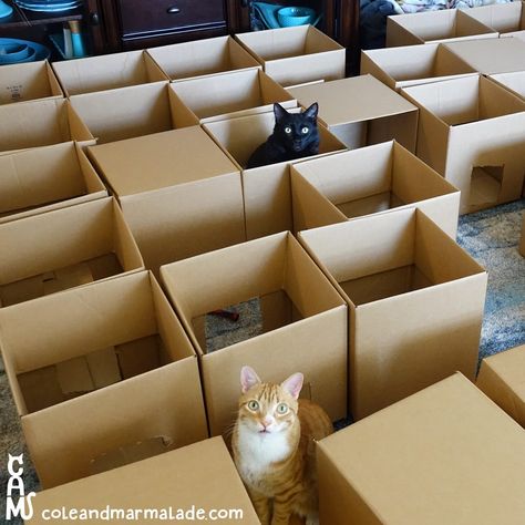 5 Reasons Why Cats Love Cardboard Boxes So Much - Cole & Marmalade Houseplants Safe For Cats, Diy Dresser Makeover, International Cat Day, Diy Furniture Easy, Diy Dresser, Cat Box, Funny Cats And Dogs, Dresser Makeover, Corrugated Box