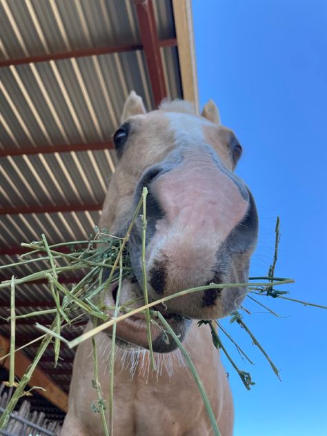 Horse 
Palomino horse 
Cute hose 
Horse nose 
Horse aesthetic 
Horse owner 
Coastal cowgirl 
Western 
Western aesthetic Horse Eating, Horse Hay, Horse Ideas, Cute Horses, Horse Pictures, Horseback Riding, Beautiful Horses, Equestrian, Horses