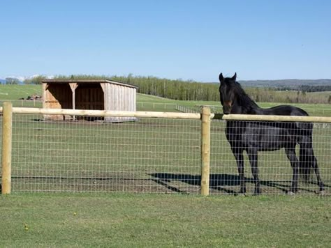 Horse Fencing Ideas, Backyard Fencing, Horse Pasture, Pasture Fencing, Horse Fence, Field Fence, Fence Design Ideas, Horse Barn Plans, Horse Facility