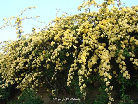 Lady Banks Rose (Rosa banksiae lutea). Oh what a profusion of buttery yellow blooms my ladies adorn themselves with each Spring!  These roses aren't fussy or demanding.  The only thing I ever do is prune them (right after they bloom).  And that's only because my husband complains that they try to knock him off his lawn mower! Rosa Banksiae, Lady Banks Rose, When To Plant, Chinese Garden, Growing Roses, Ornamental Trees, Climbing Roses, Blooming Rose, Fruit Garden